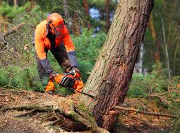 Seasonal Cleanup (Spring/Fall) in Homewood, SC