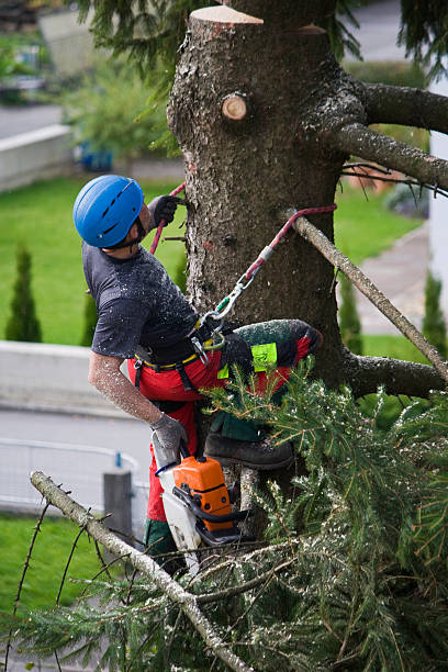 Tree and Shrub Care in Homewood, SC