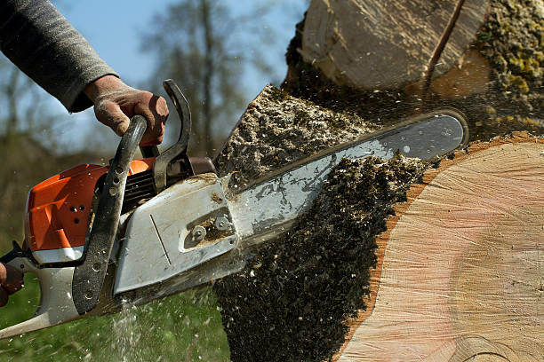 How Our Tree Care Process Works  in Homewood, SC